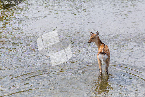 Image of Roe deer in the lake