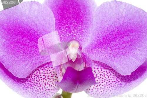 Image of Orchid