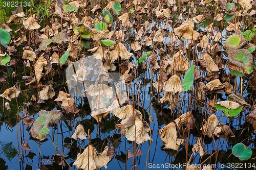 Image of Dead of water lily