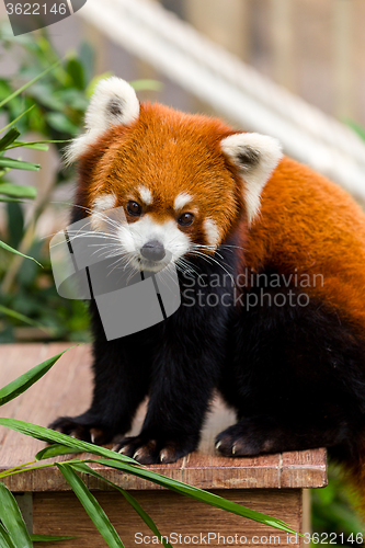 Image of Adorable Red Panda