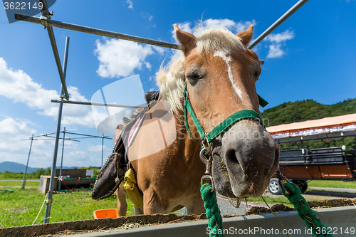 Image of Horses feeding on hay 