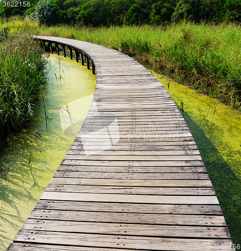 Image of Wooden walkway in park