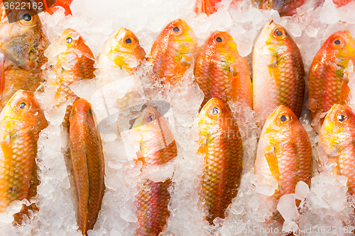 Image of Fresh red snapper fish in market