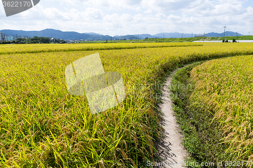 Image of Walkway between the paddy rice meadow