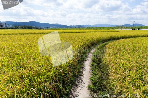 Image of Pathway though rice field