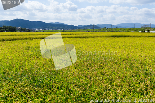 Image of Golden rice in the field