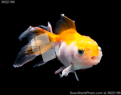 Image of Goldfish