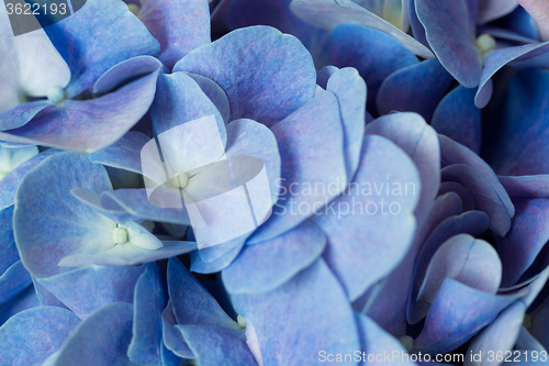 Image of Blue hydrangea