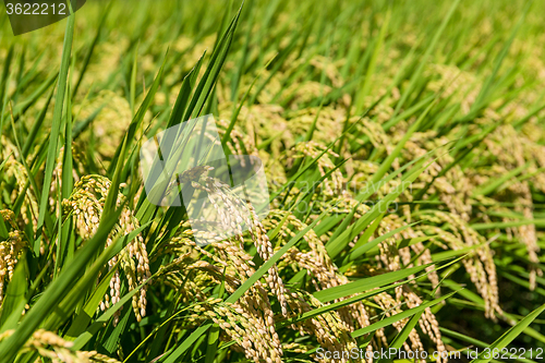 Image of Paddy rice field