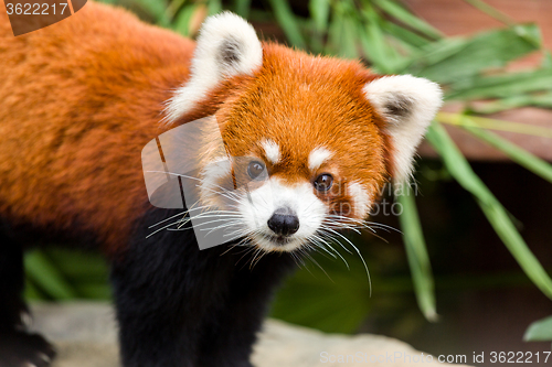 Image of Lesser Panda