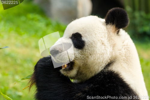 Image of Panda eating bamboo in forest