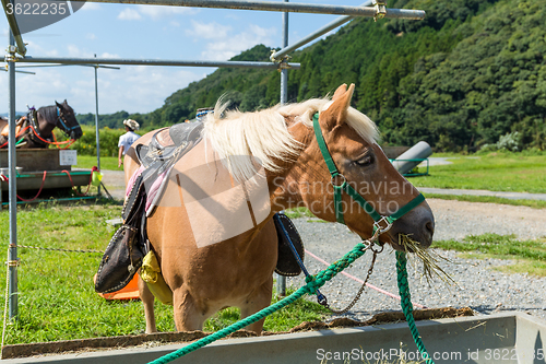 Image of Horse feeding with hay