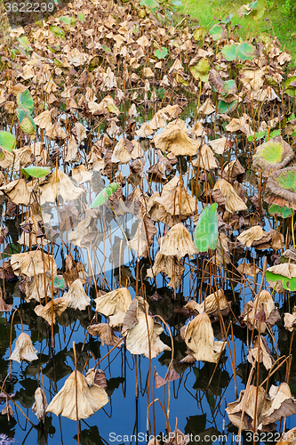 Image of Lotus pond in autumn