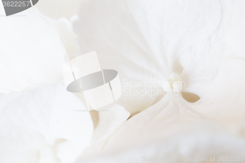 Image of White hydrangea blossom