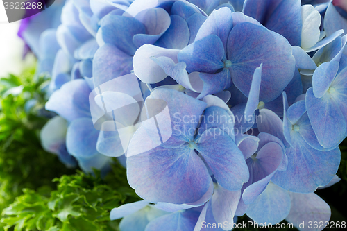 Image of Close up of a group blue hydrangea