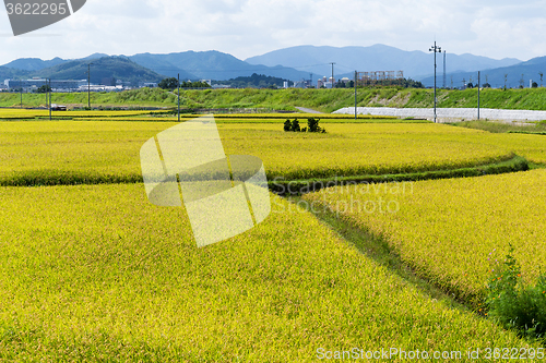 Image of Paddy rice field