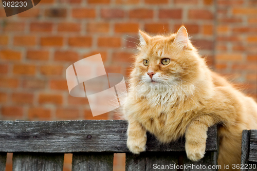 Image of Domestic cat