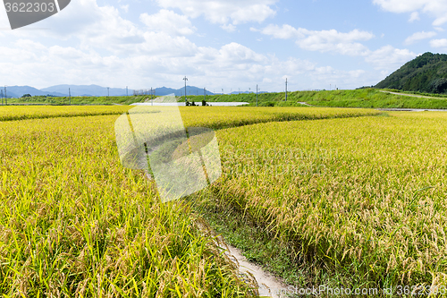 Image of Path at paddy field