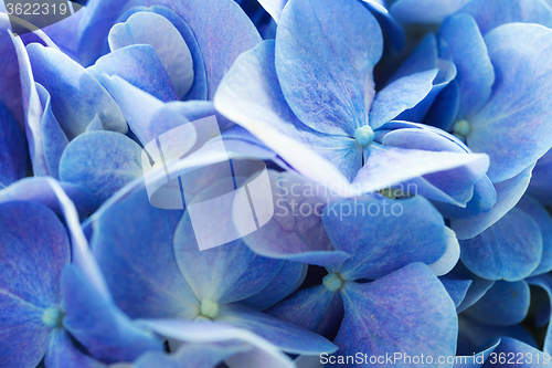 Image of Beautiful hydrangea floral 