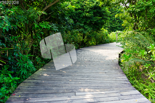 Image of Walkway in forest