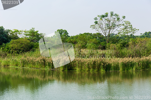 Image of Marsh herb