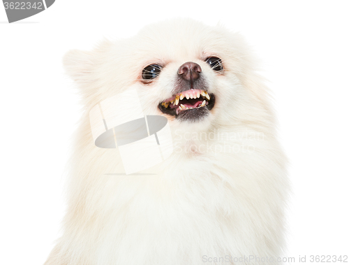 Image of Pomeranian dog feeling angry