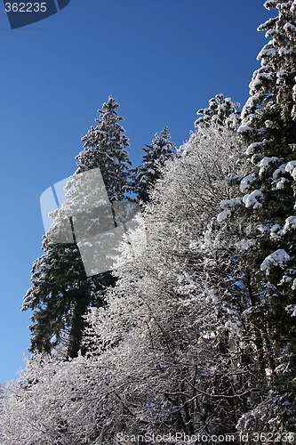 Image of Snow covered trees