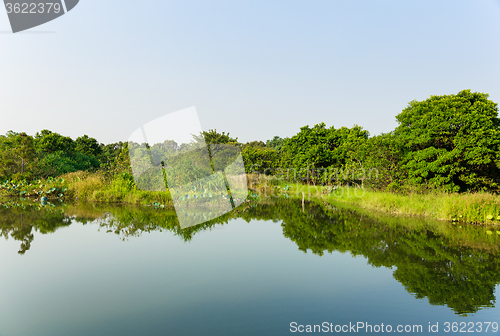 Image of Forest and pond