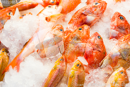 Image of Red snapper fish in wet market