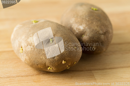 Image of Germinating potato