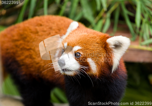 Image of Curious red panda