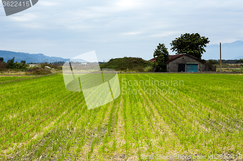 Image of Green paddy rice field 