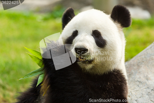 Image of Panda bear eating bamboo