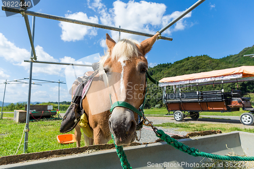 Image of Horse during the feeding on the farm