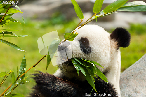 Image of Hungry giant panda bear eating bamboo