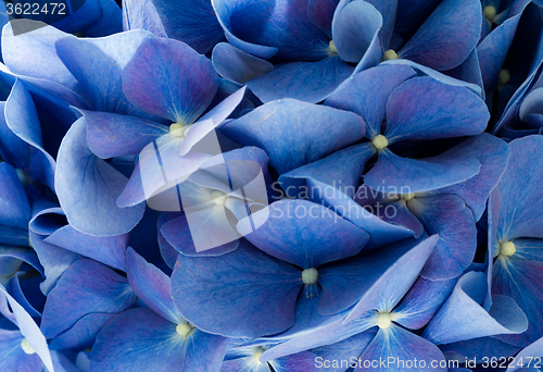 Image of Hydrangea close up
