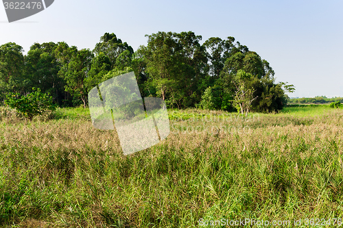 Image of Forest