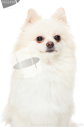 Image of Pomeranian