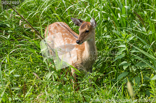 Image of Wildness roe deer