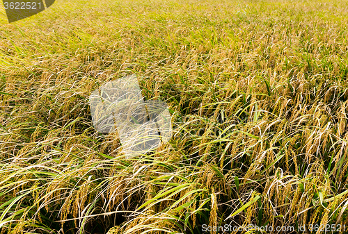 Image of Paddy rice field