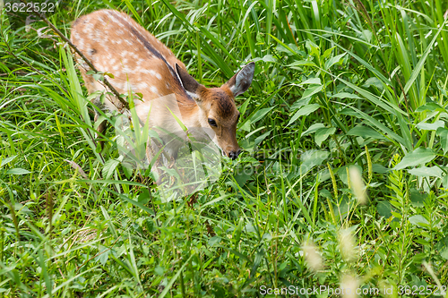 Image of Roe deer eating leaves