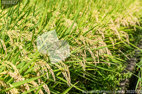 Image of Paddy field