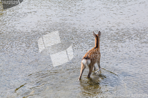 Image of Roe deer walking in the lake