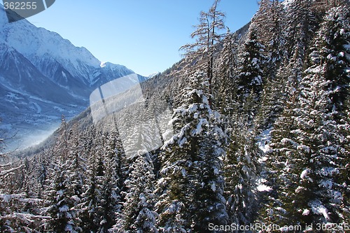 Image of Chamonix forest mountain