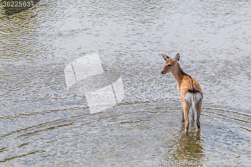 Image of Sika deer waliking in the river