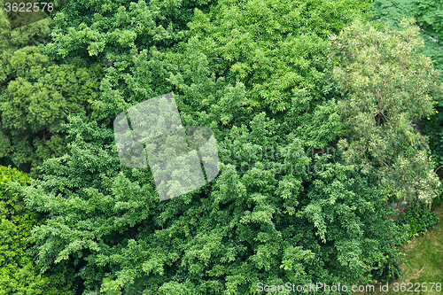 Image of Bird view of the park