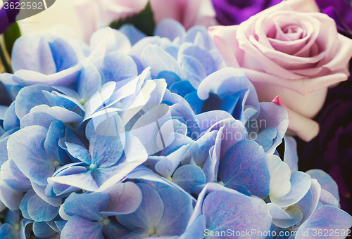 Image of Blue Hydrangea and purple rose