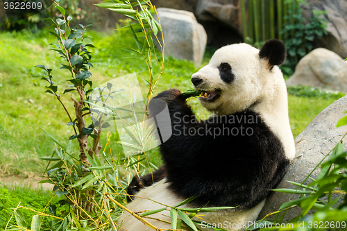 Image of Panda eating bamboo