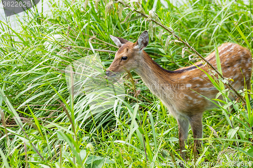 Image of Wild deer 