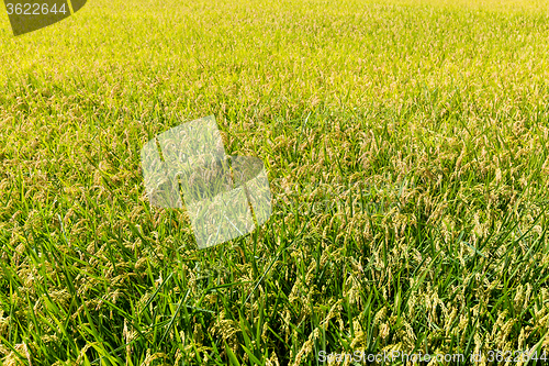 Image of Rice field